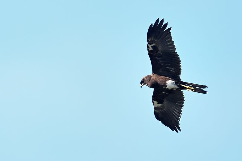 Western Marsh Harrier (Circus aeruginosus)