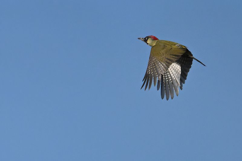 European Green Woodpecker (Picus viridis)