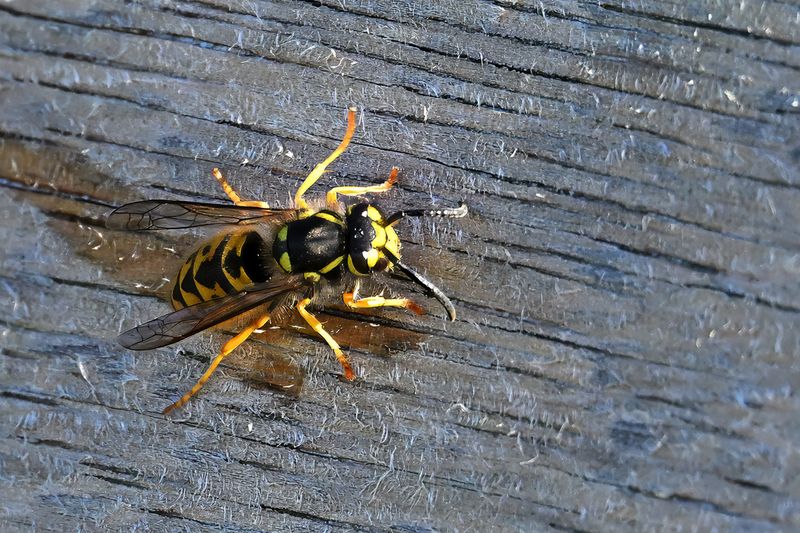 Wasp species ?