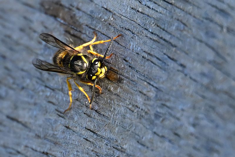 Wasp species ?