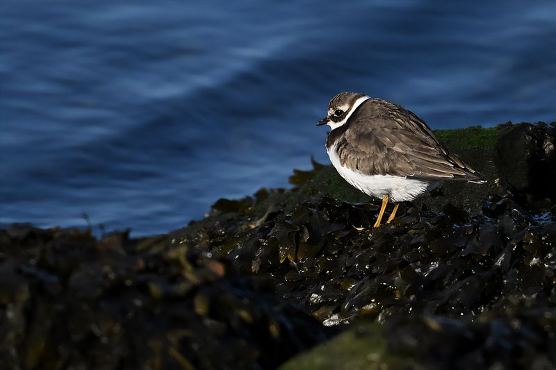 Common Ringed Plover (Charadrius hiaticula) 