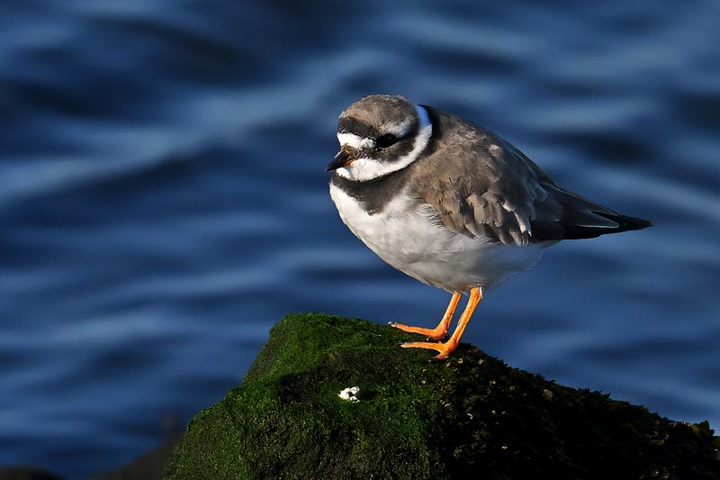 Common Ringed Plover (Charadrius hiaticula) 