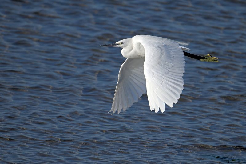 Little Egret (Egreta garzetta)