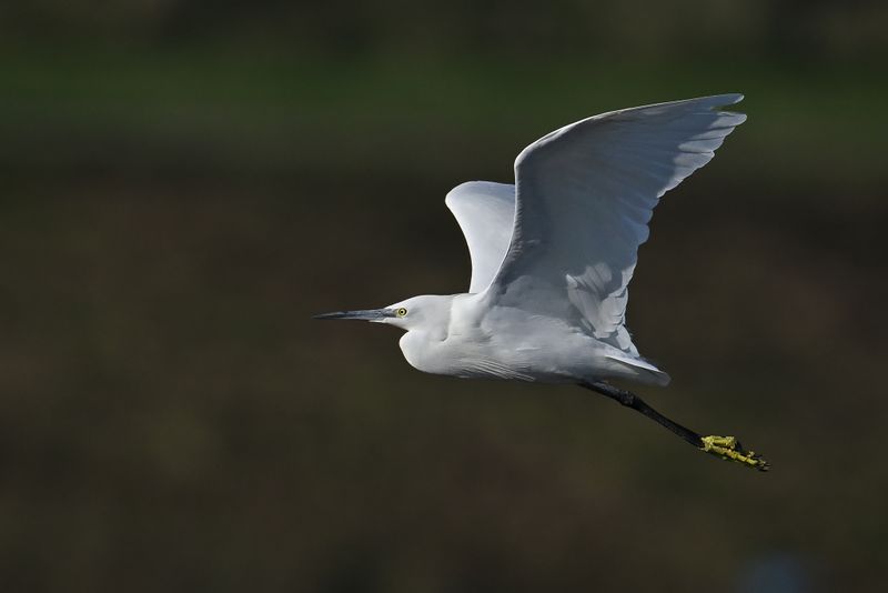 Little Egret (Egreta garzetta)