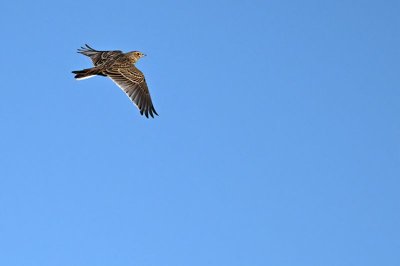 Eurasian Skylark (Alauda arvensis)
