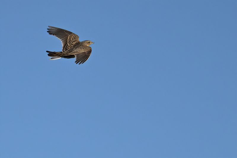 Eurasian Skylark (Alauda arvensis)