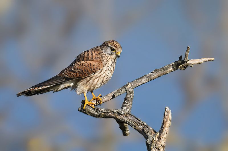 Common Kestrel (Falco tinnunculus)
