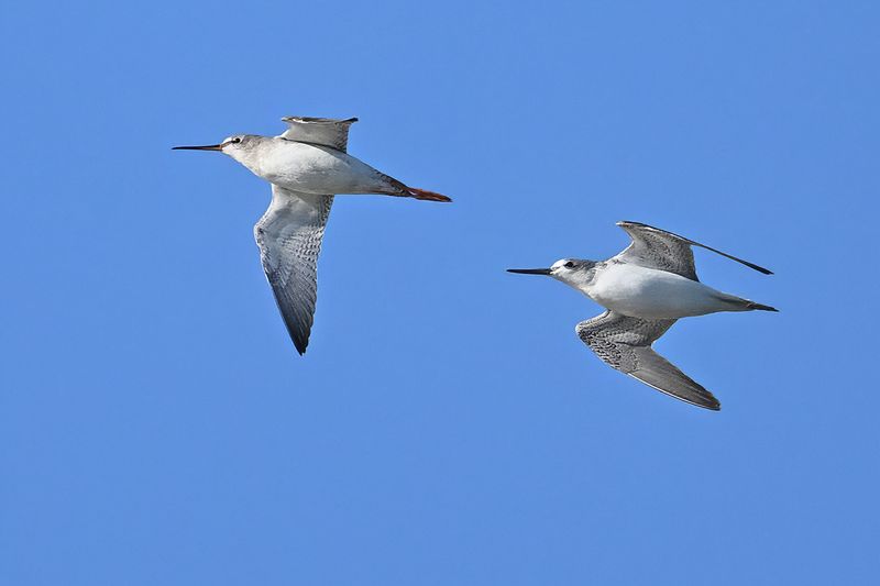 Spotted Redshank & Greenshank