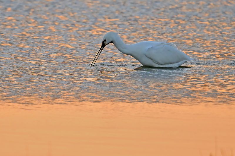 Eurasian Spoonbill (Platalea leucorodia)