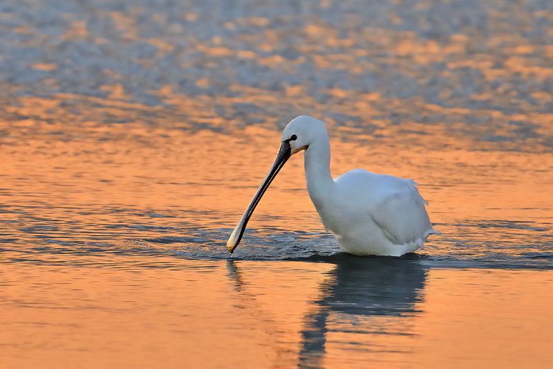 Eurasian Spoonbill (Platalea leucorodia)
