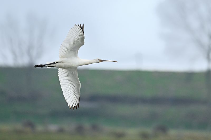 Eurasian Spoonbill (Platalea leucorodia)