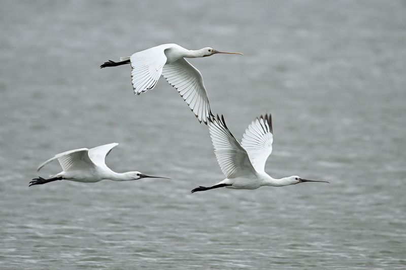 Eurasian Spoonbill (Platalea leucorodia)