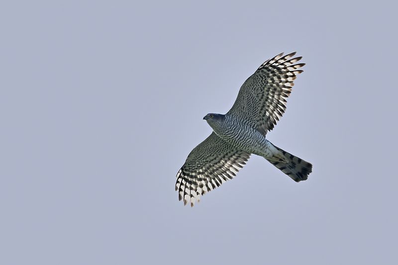 Eurasian Sparrowhawk (Accipiter nisus)