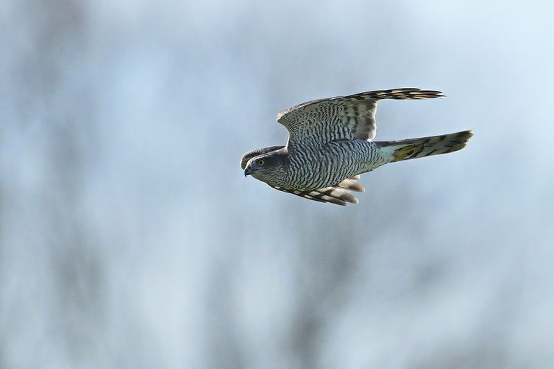 Eurasian Sparrowhawk (Accipiter nisus)