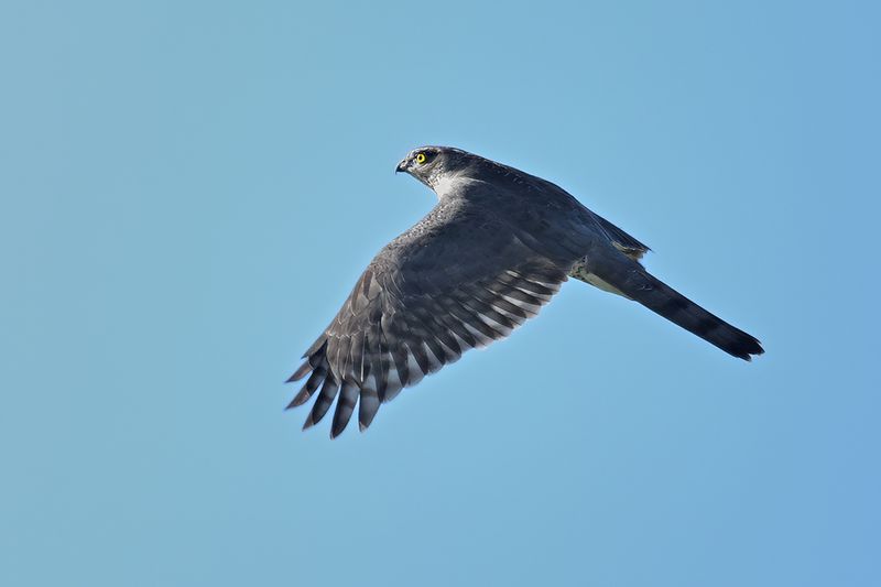 Eurasian Sparrowhawk (Accipiter nisus)