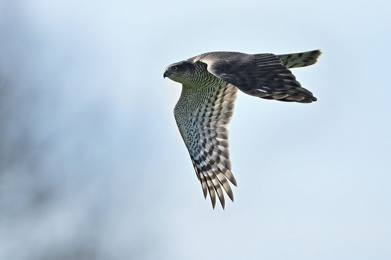 Eurasian Sparrowhawk (Accipiter nisus)