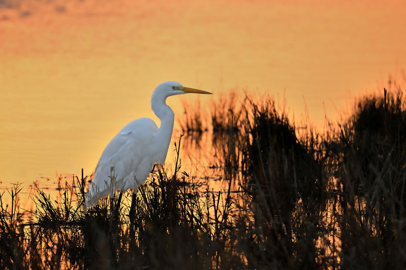 Great Egret (Ardea alba)