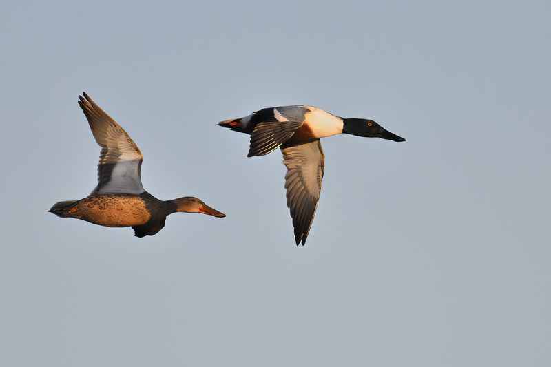 Northern Shoveler (Anas clypeata)