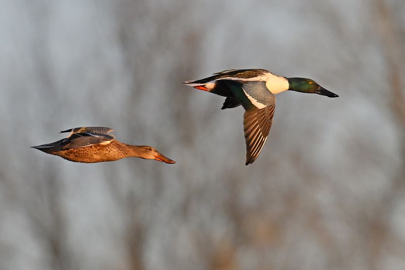 Northern Shoveler (Anas clypeata)