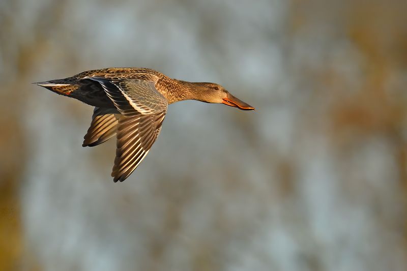 Northern Shoveler (Anas clypeata)