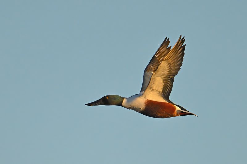 Northern Shoveler (Anas clypeata)