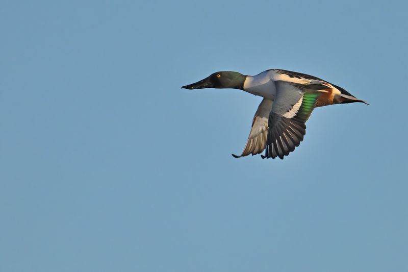 Northern Shoveler (Anas clypeata)