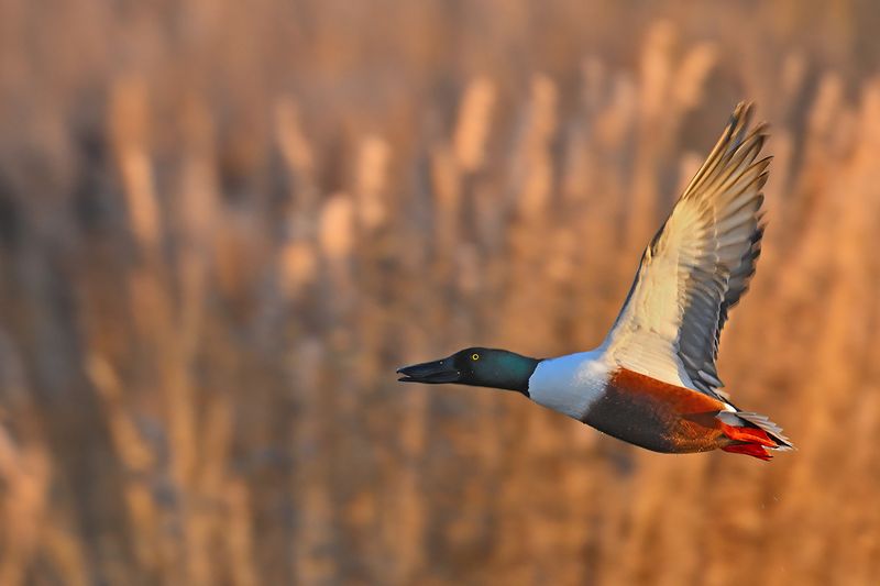 Northern Shoveler (Anas clypeata)