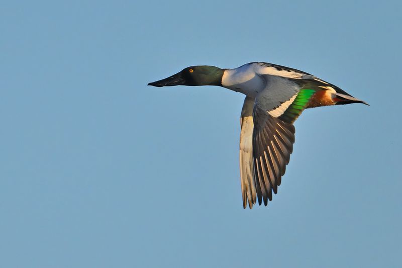 Northern Shoveler (Anas clypeata)