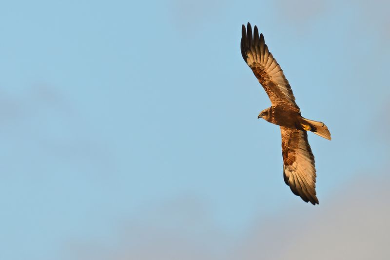 Western Marsh Harrier (Circus aeruginosus)