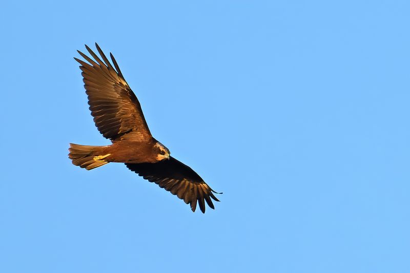 Western Marsh Harrier (Circus aeruginosus)