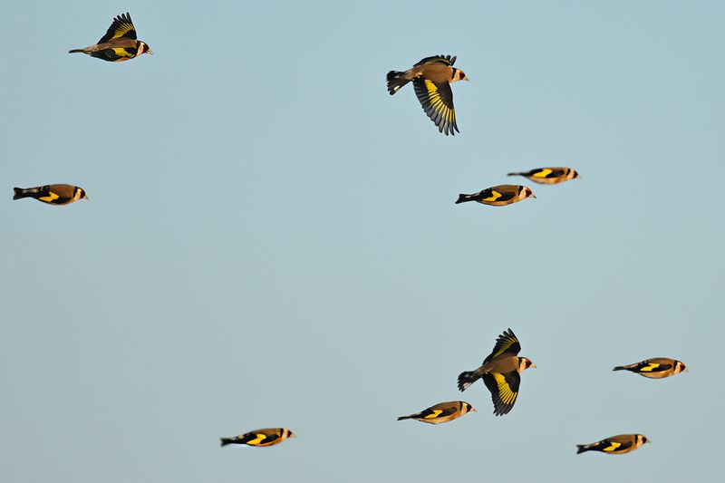 European Goldfinch (Carduelis carduelis)