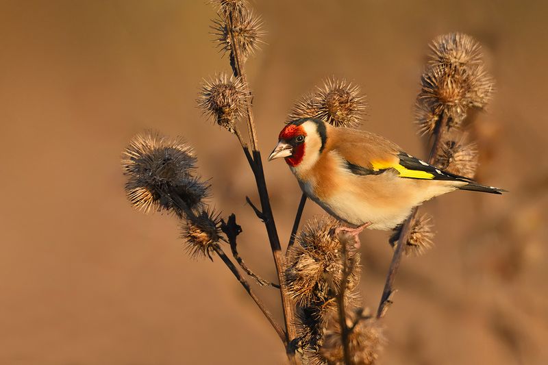European Goldfinch (Carduelis carduelis)
