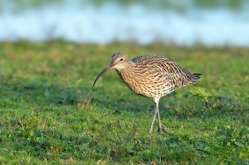 Curlew (Numenius arquata)