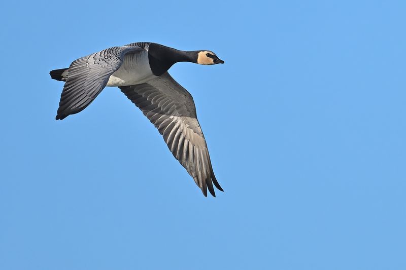Barnacle Goose (Branta leucopsis)