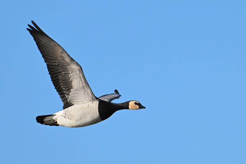 Barnacle Goose (Branta leucopsis)