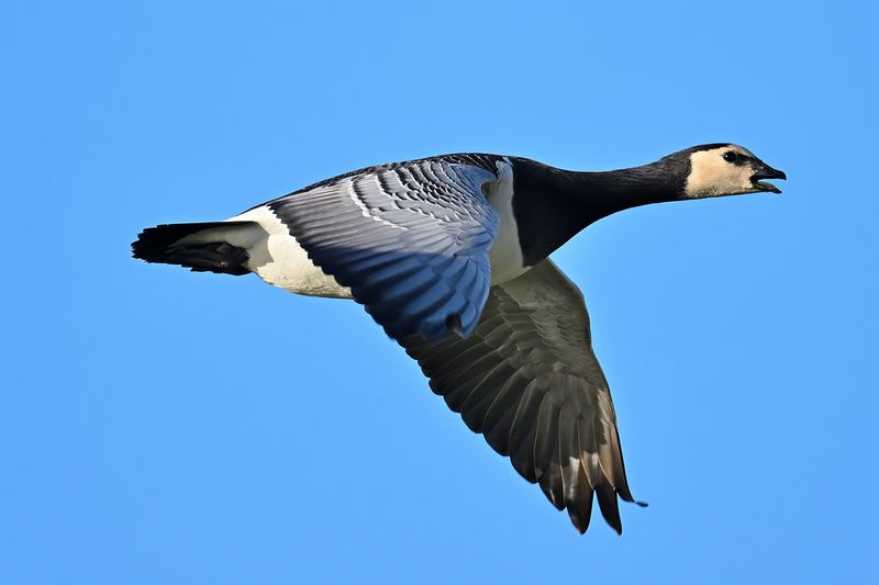 Barnacle Goose (Branta leucopsis)