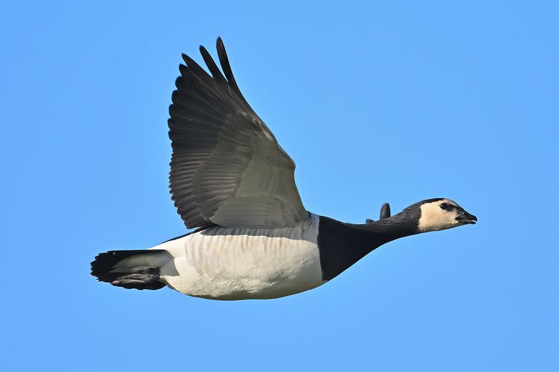 Barnacle Goose (Branta leucopsis)
