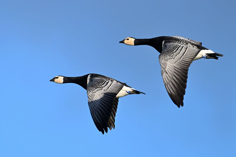 Barnacle Goose (Branta leucopsis)