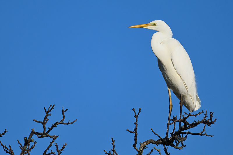 Great Egret (Ardea alba)