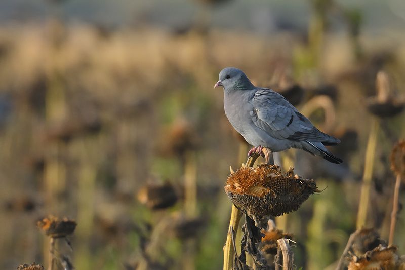 Stock Dove (Columba oenas)