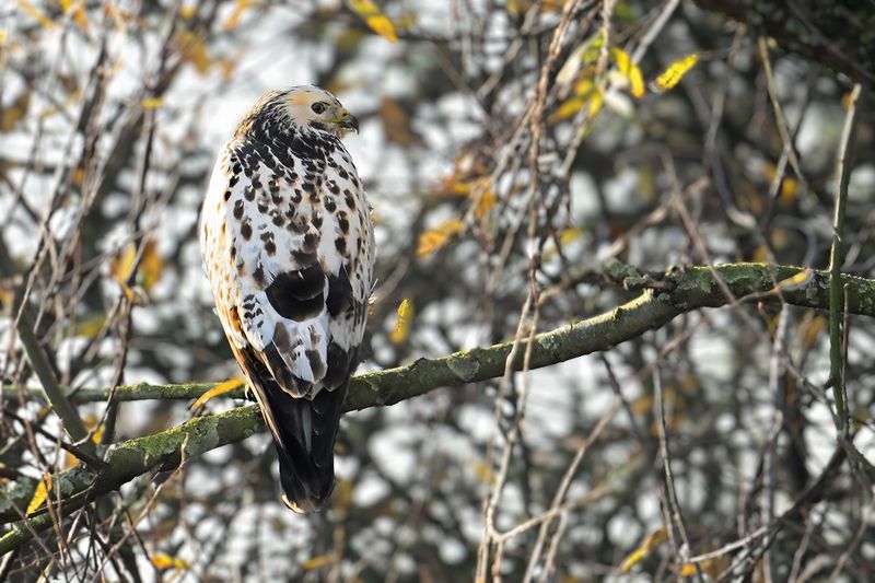 Common Buzzard (Buteo buteo) 