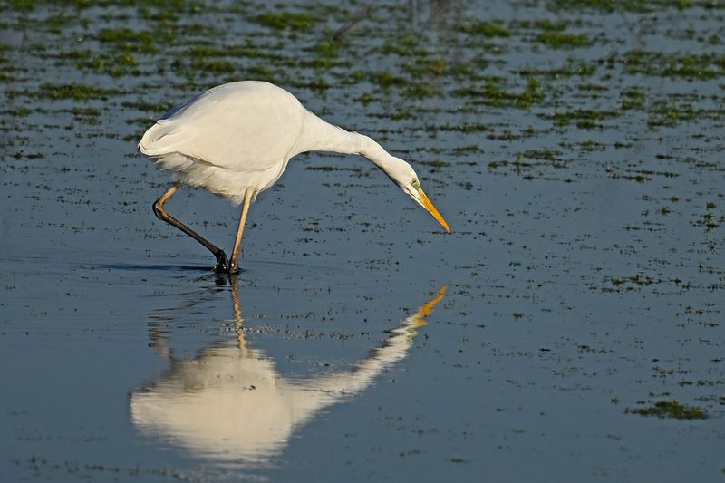 Great Egret (Ardea alba)