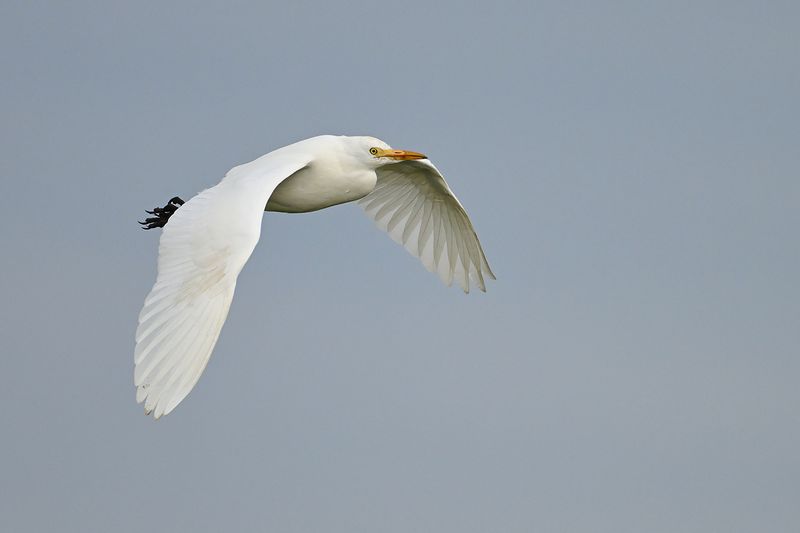 Cattle Egret (Ardea ibis)