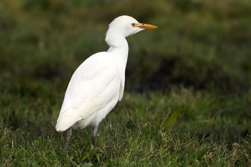 Cattle Egret (Ardea ibis)