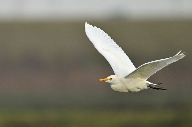 Cattle Egret (Ardea ibis)