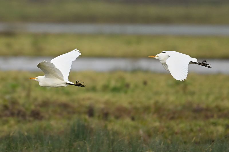 Cattle Egret (Ardea ibis)