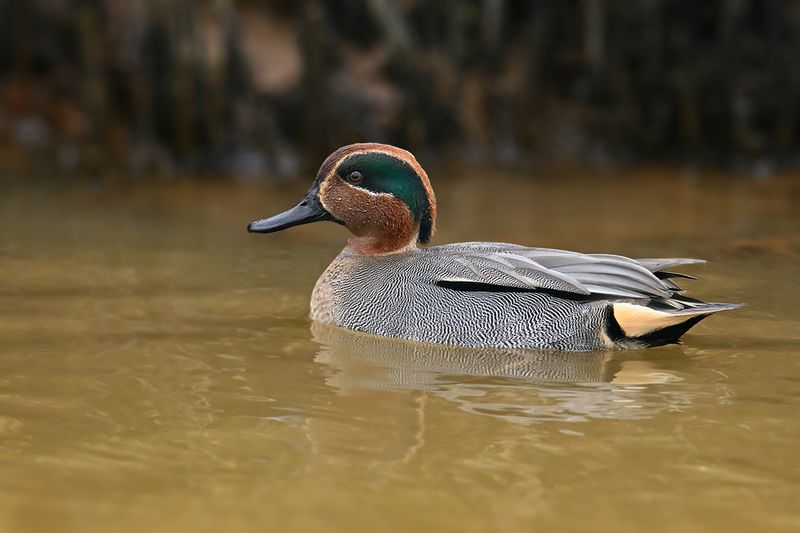 Common Teal (Anas crecca)