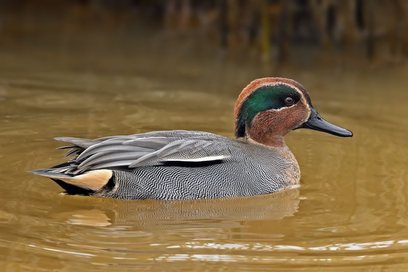 Common Teal (Anas crecca)