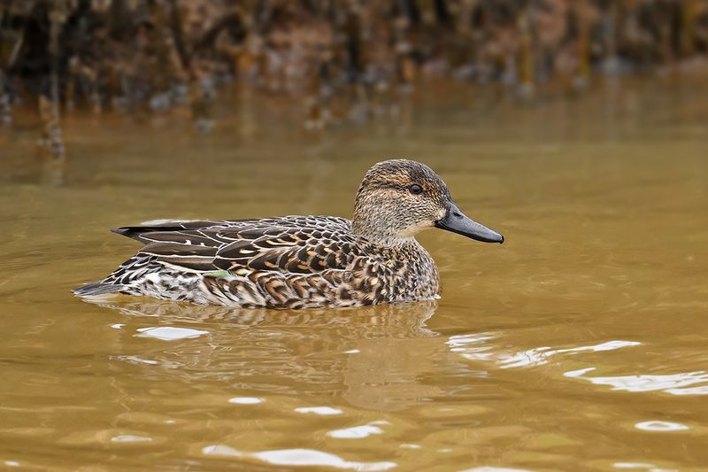Common Teal (Anas crecca)