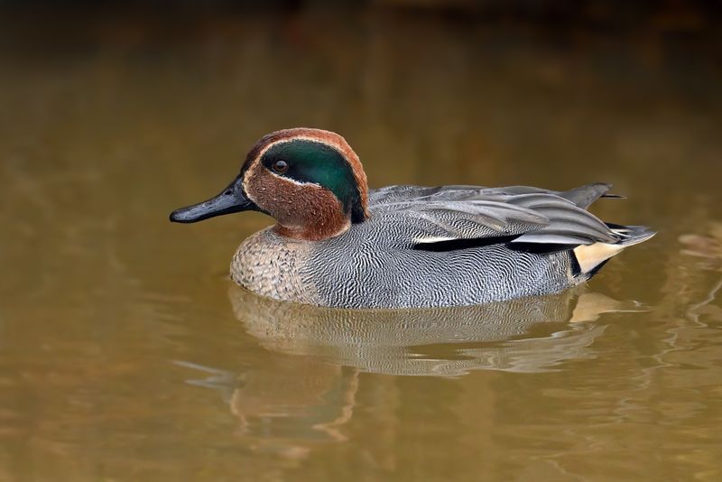 Common Teal (Anas crecca)